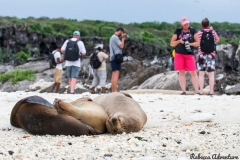 Sea lions at Galapagos Islands, Ecuador