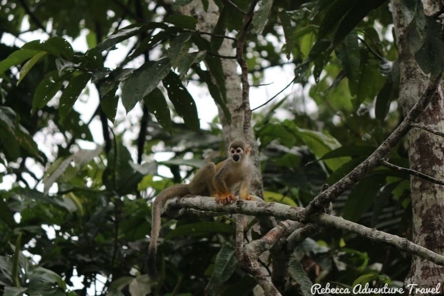 Amazon Wildlife - Differences between Yasuni and Cuyabeno