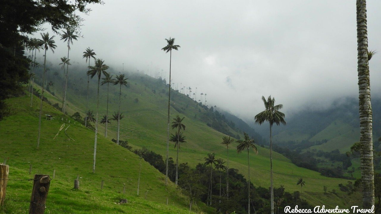 Cocora Valley - Colombia