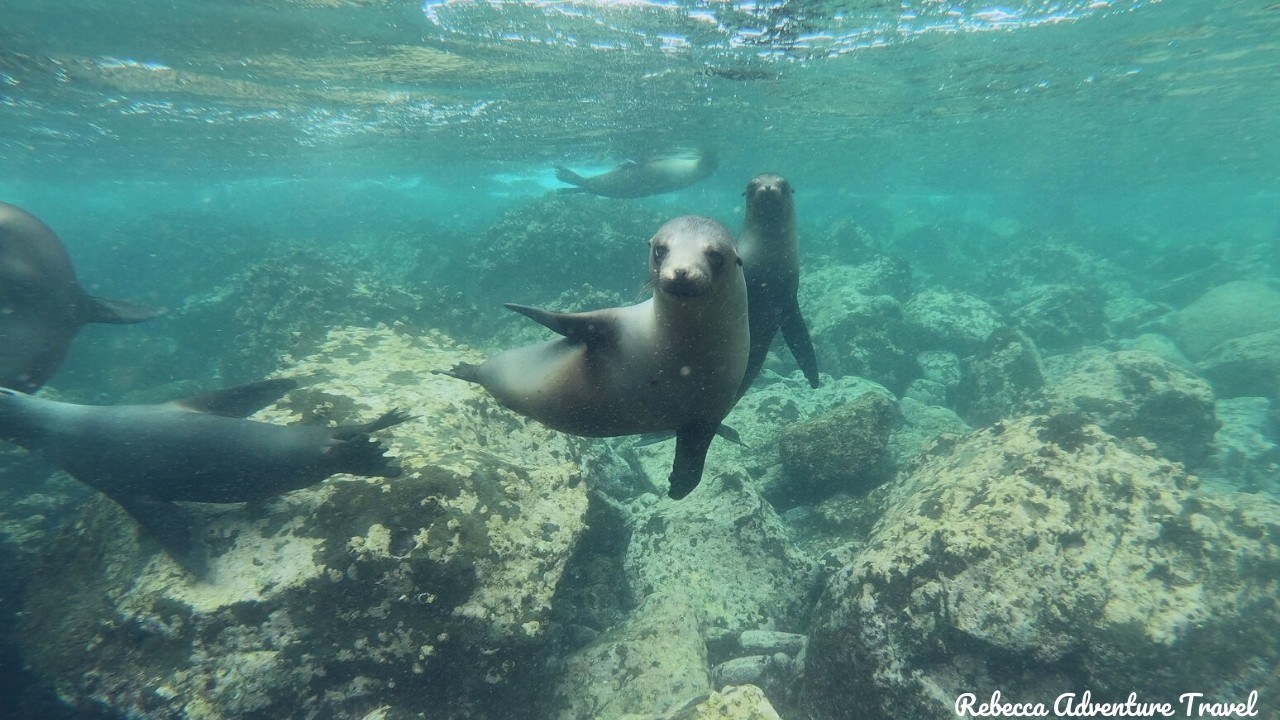 Galapagos Sea lions