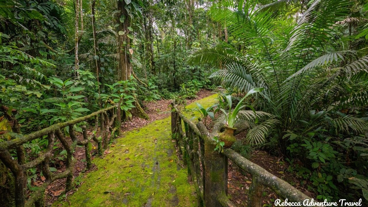 Yasuni National Park, Amazon Rainforest