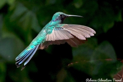 Hummingbird at Peguche