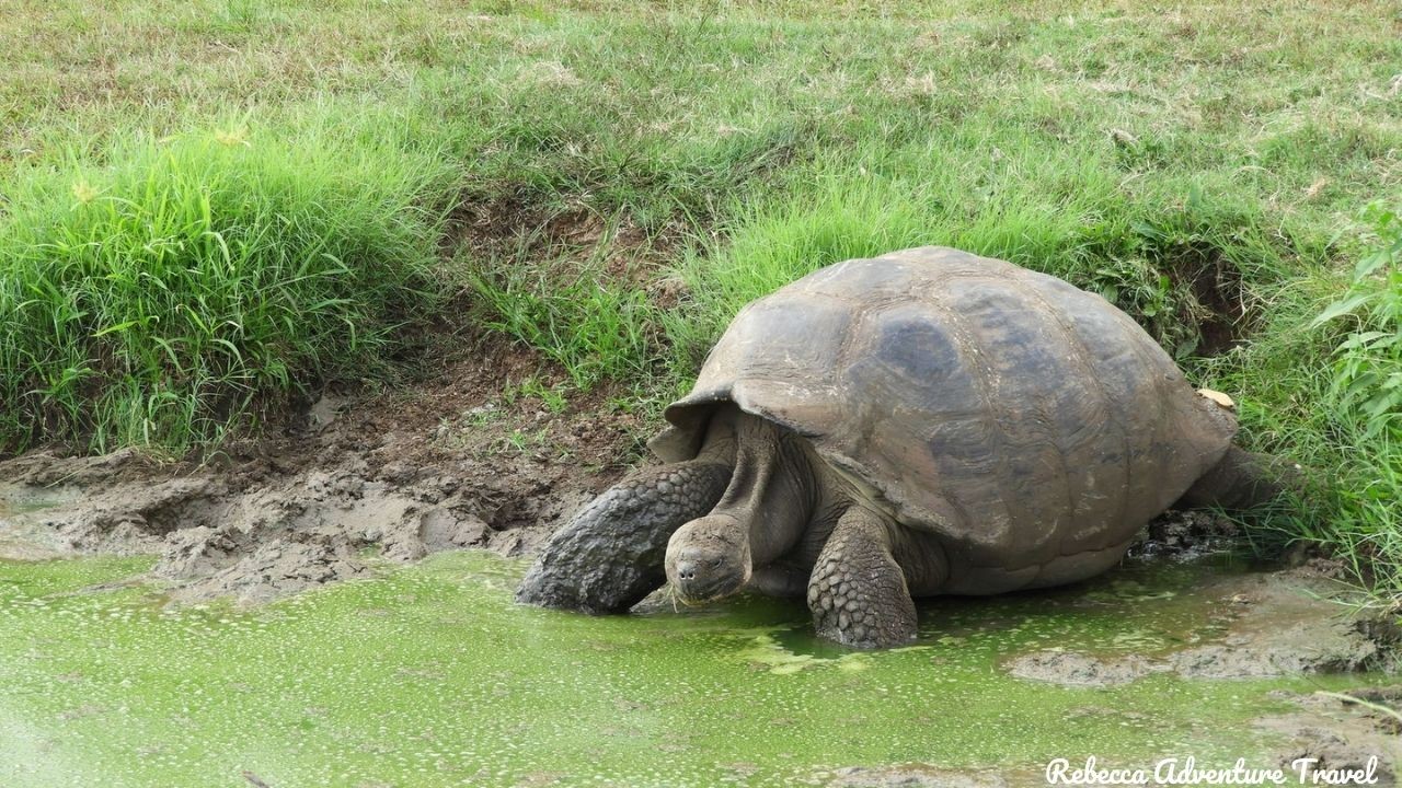 Galapagos Giant tortoise - Safeguarding the Galapagos Islands