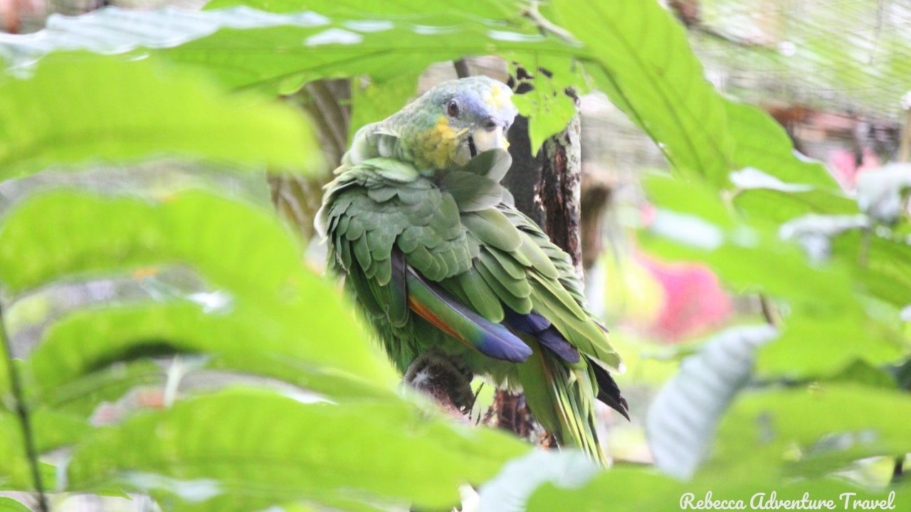 Parrot from Amazoonico
