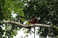Yasuni-red-monkeys