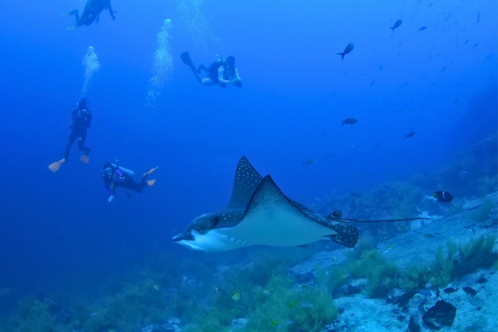 Spotted eagle ray swimming past scuba divers underwater near Kicker Rock during an 8 day Galapagos multisport tour