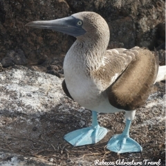 Rebecca Adventure Travel Galapagos Blue Footed Booby
