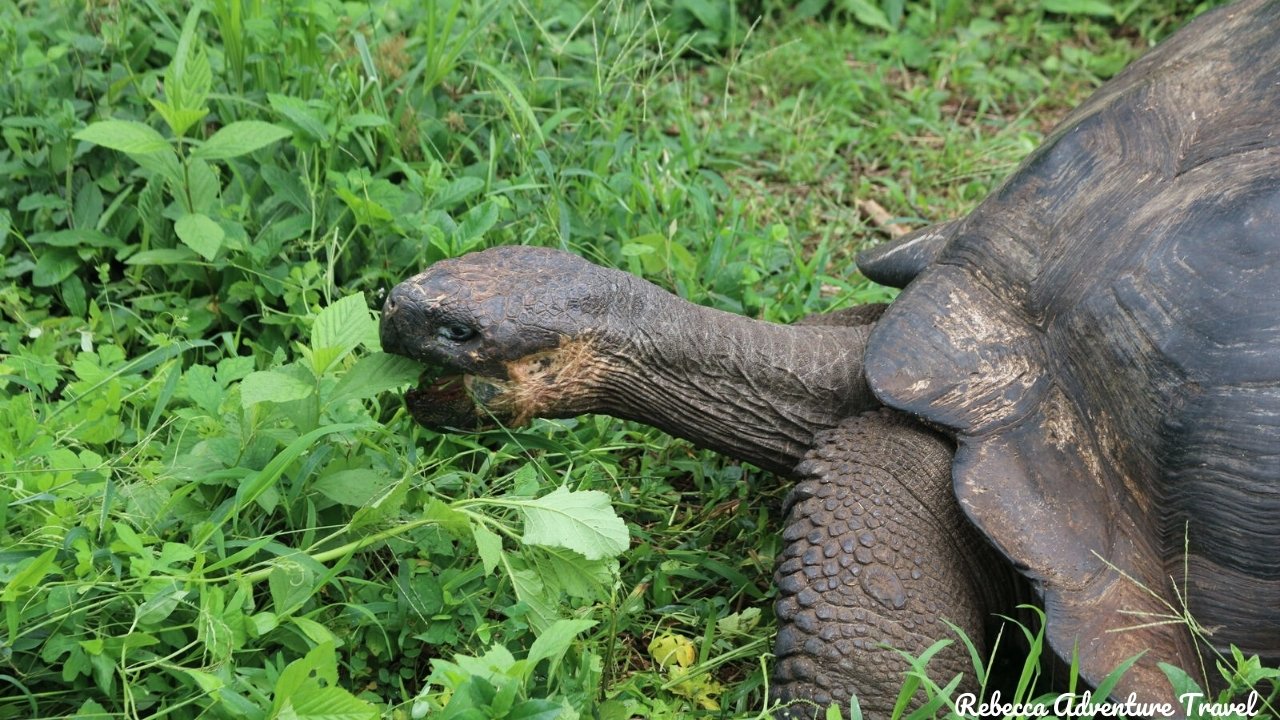 Galapagos Giant Tortoise eating