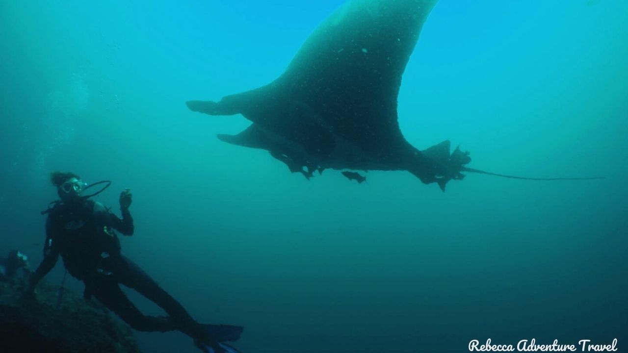 Galapagos Ray Underwater