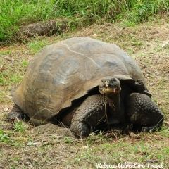 Rebecca Adventure Travel Tortoise Galapagos