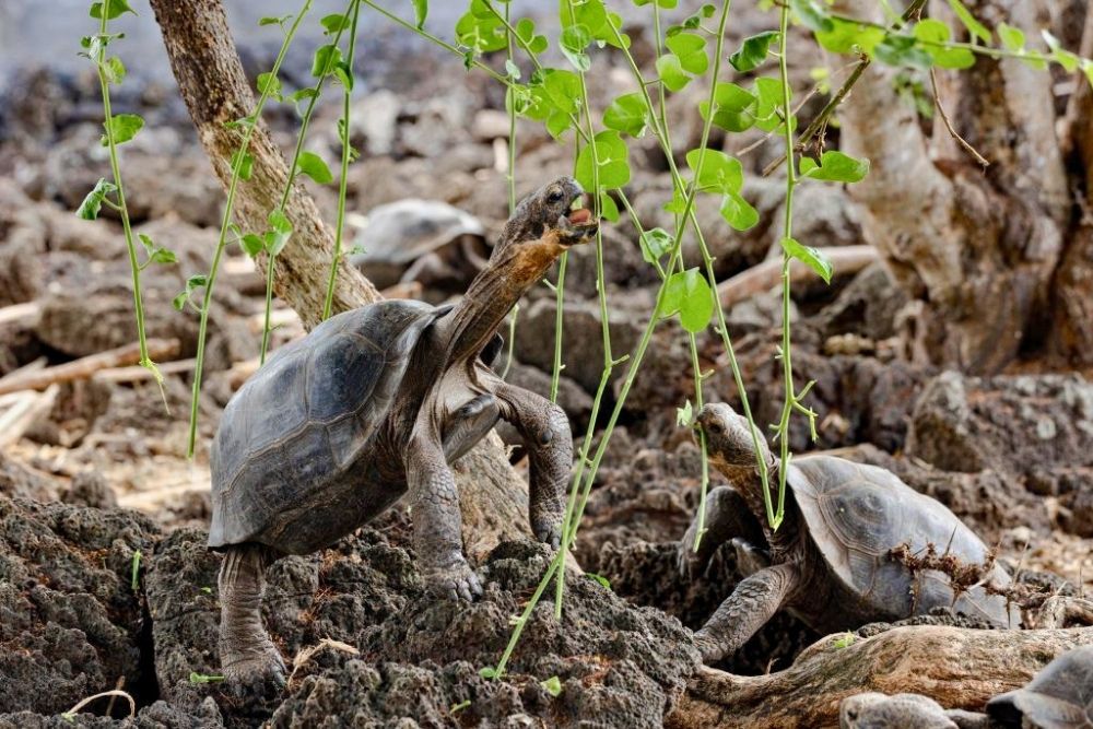 Young giant tortoises stretching to eat leaves in semi-natural corrals during a Galapagos itinerary 6 days tour
