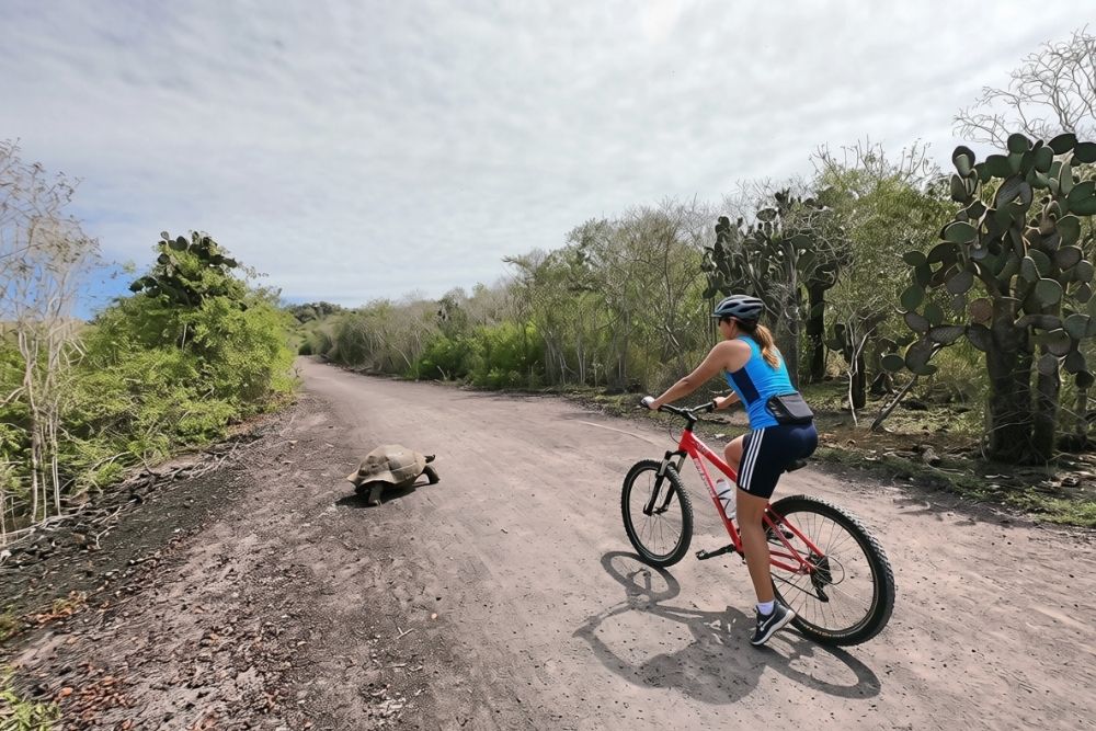 Woman riding a mountain bike along a dirt road as a giant tortoise crosses on an isabela wetlands bike tour route