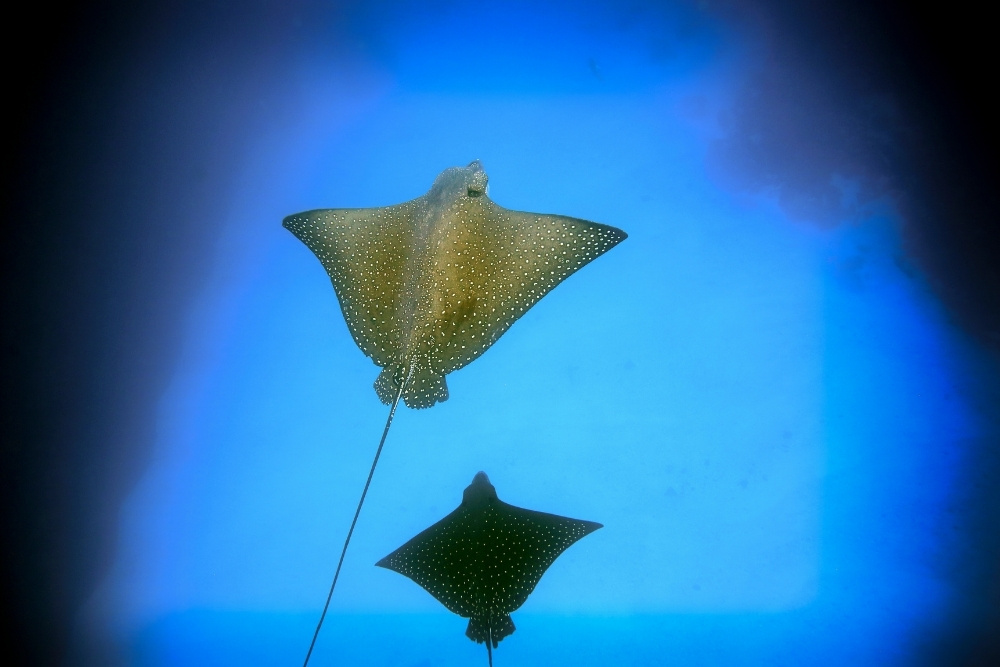 Spotted eagle rays gliding through deep blue ocean waters during a kicker rock diving tour in Galapagos