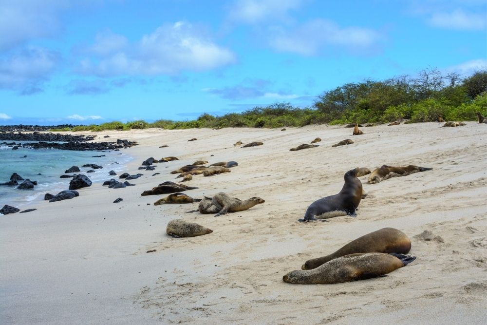 Sea lions resting on sandy beach at La Loberia on San Cristóbal Island during a 6 Day Galapagos Tour