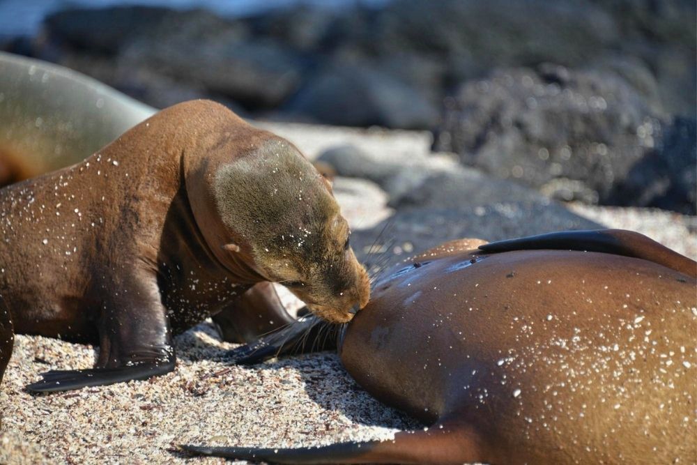 Sea lion pup interacting with adult on sandy beach at La Loberia during a Galapagos active tour on San Cristobal