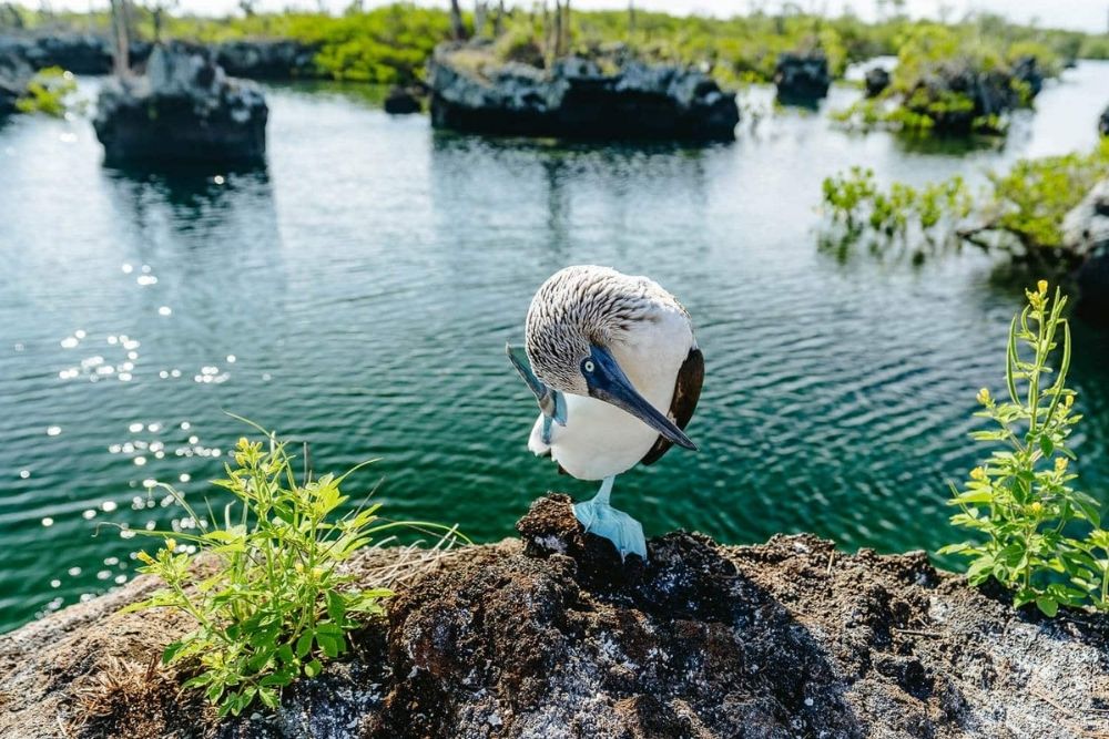 Blue-footed booby preening on a volcanic rock over serene waters during a los tuneles snorkeling trip in Galapagos