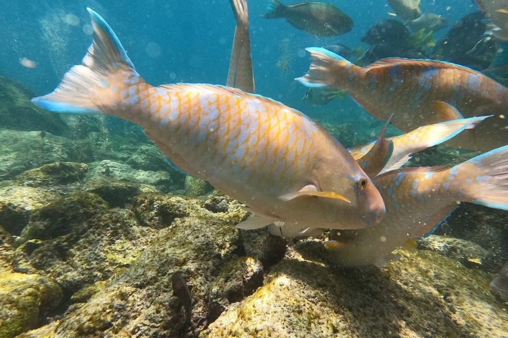 Parrotfish swimming near Pinzon island reef during a 6-day galapagos island hopping tour off Pinzón Island