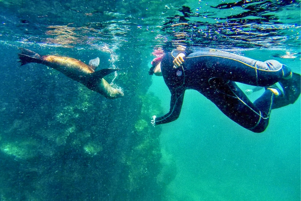 Scuba diver encountering a curious sea lion underwater off San Cristobal Island during a San Cristobal diving tour