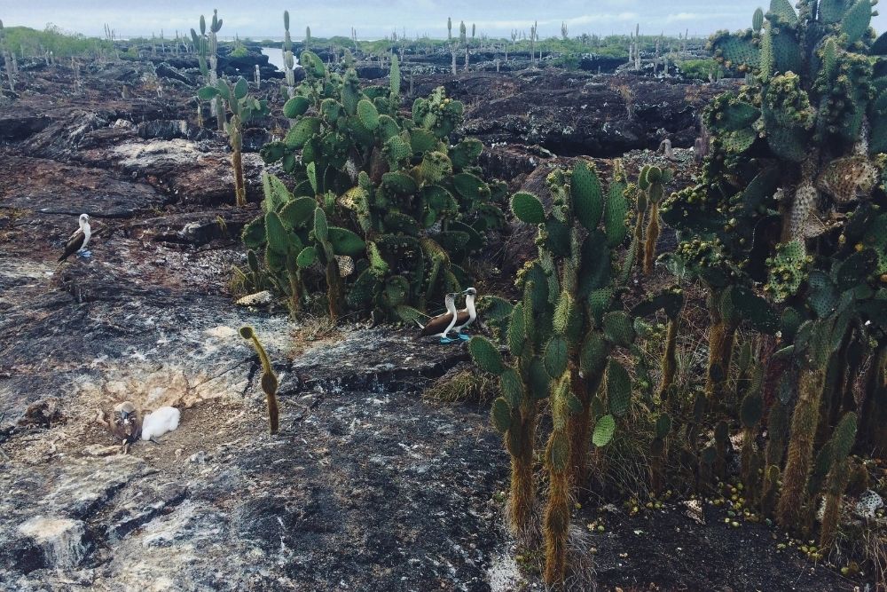 Blue-footed boobies nesting among prickly pear cacti on dark volcanic rock at Los Tuneles on 9 days Ecuador and Galápagos