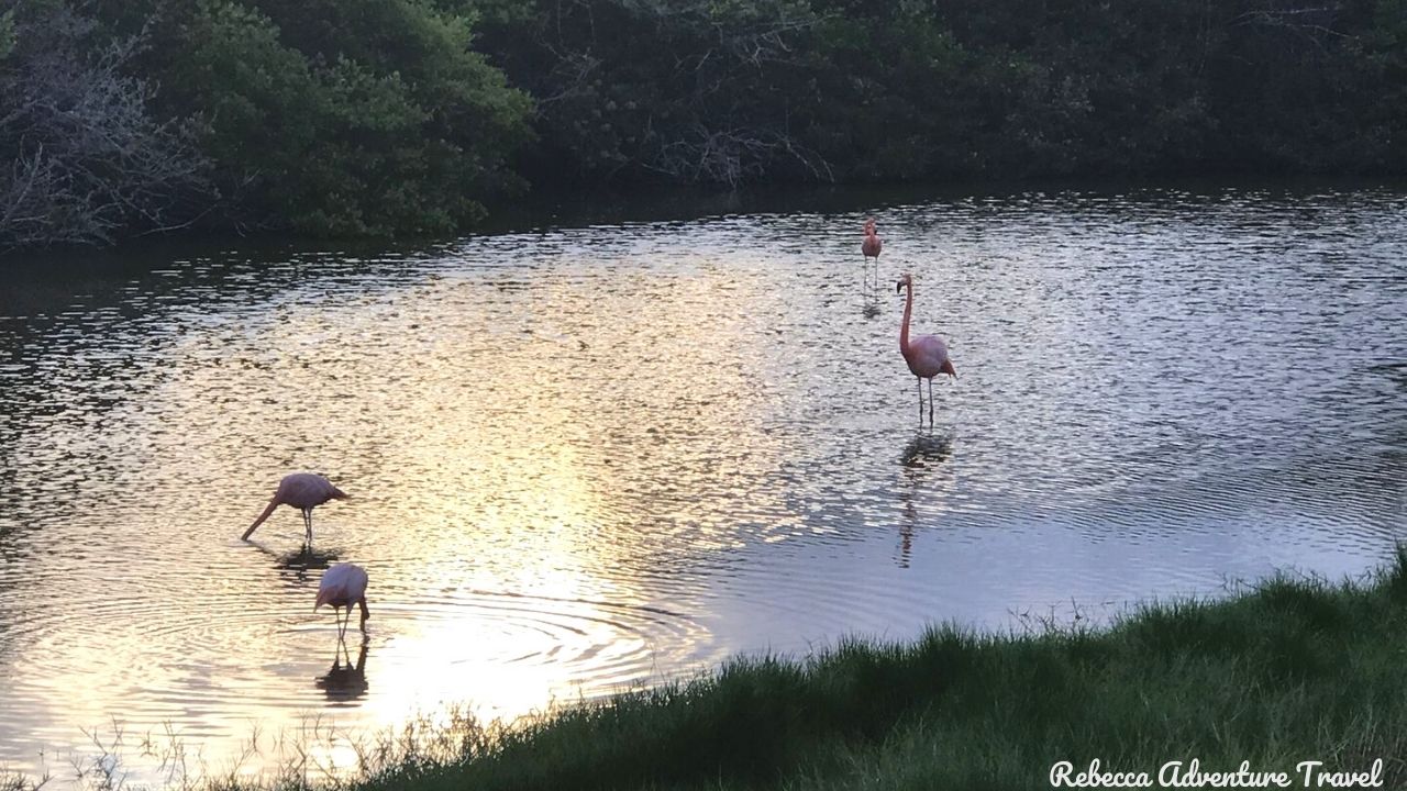 Galapagos Flamingo Lagoon