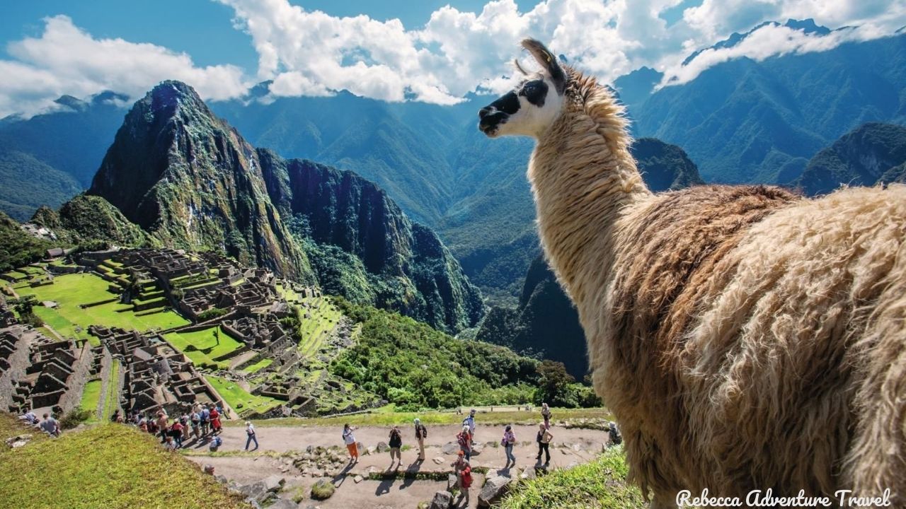 Llama in Machu Picchu -- Credit Gihan Tubbeh - PROMPERU
