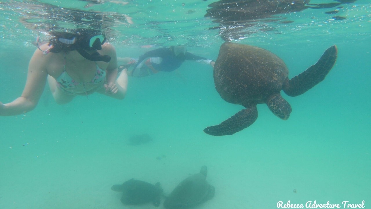 Snorkeling with a sea turtle