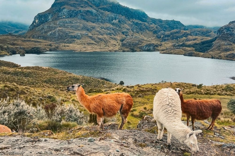 Llamas grazing on highland ridge above glacial lake in Cajas National Park during an exclusive Cuenca luxury tour