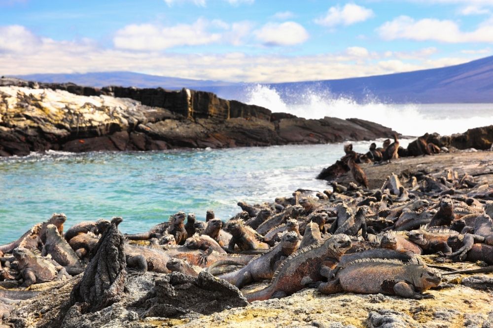 Marine iguanas sunbathing on rocky volcanic shores of Fernandina Island during a 13 day Galapagos luxury itinerary