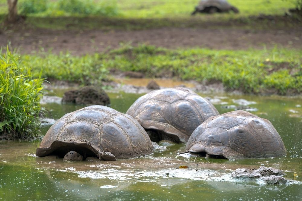 Giant tortoises wallowing in a muddy pond in the Santa Cruz highlands during a Galápagos and mainland Ecuador journey