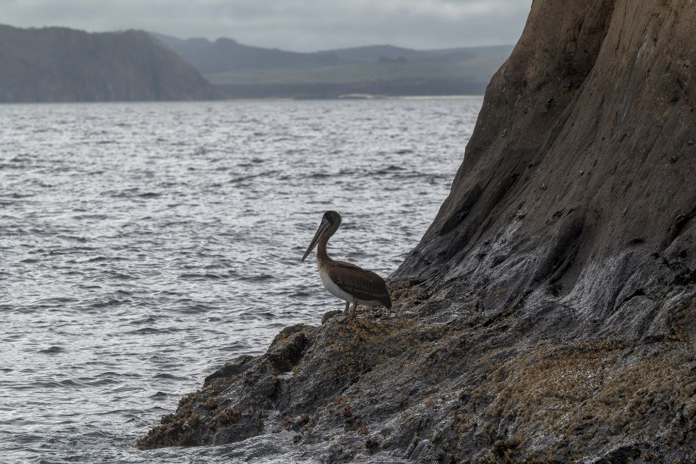 Pelican perched on a rocky cliff shore along the water near prominent coastal formations like kicker rock los tuneles