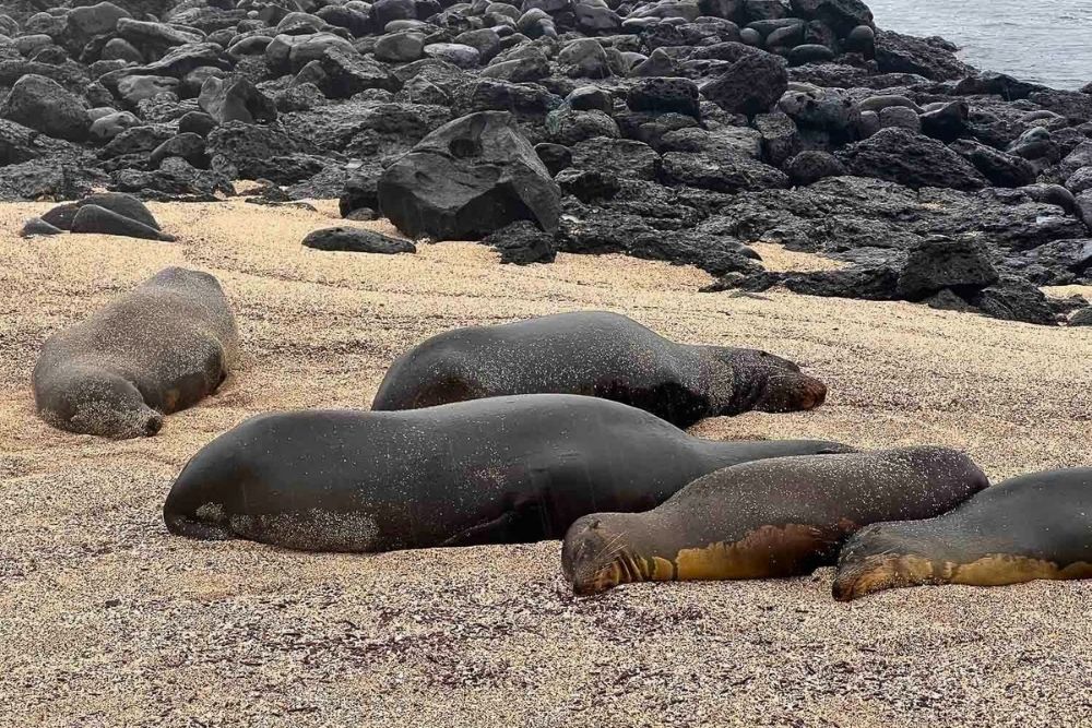 Sea lions resting on the sandy beach against dark lava rocks at La Loberia during a Galapagos 8 days adventure tour