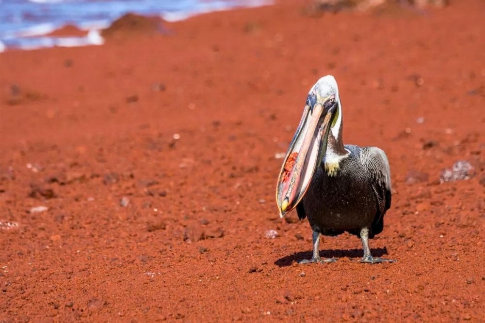 Brown pelican standing on iconic red sand beach on Rabida Island during a Galapagos cruise and island hopping tour
