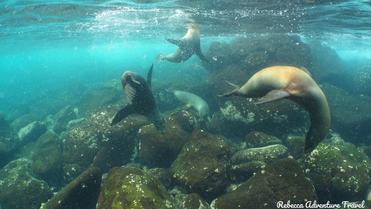 Sea lions playing underwater