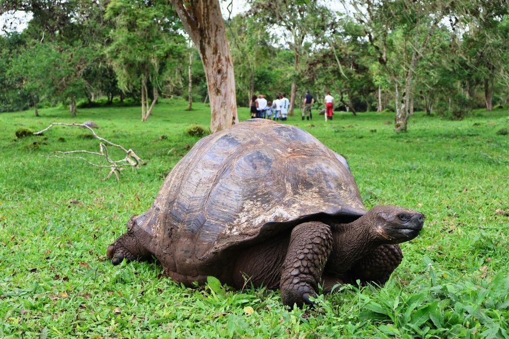 Giant tortoise grazing on a grassy field in the Santa Cruz Highlands during an active Three Island Galapagos Tour