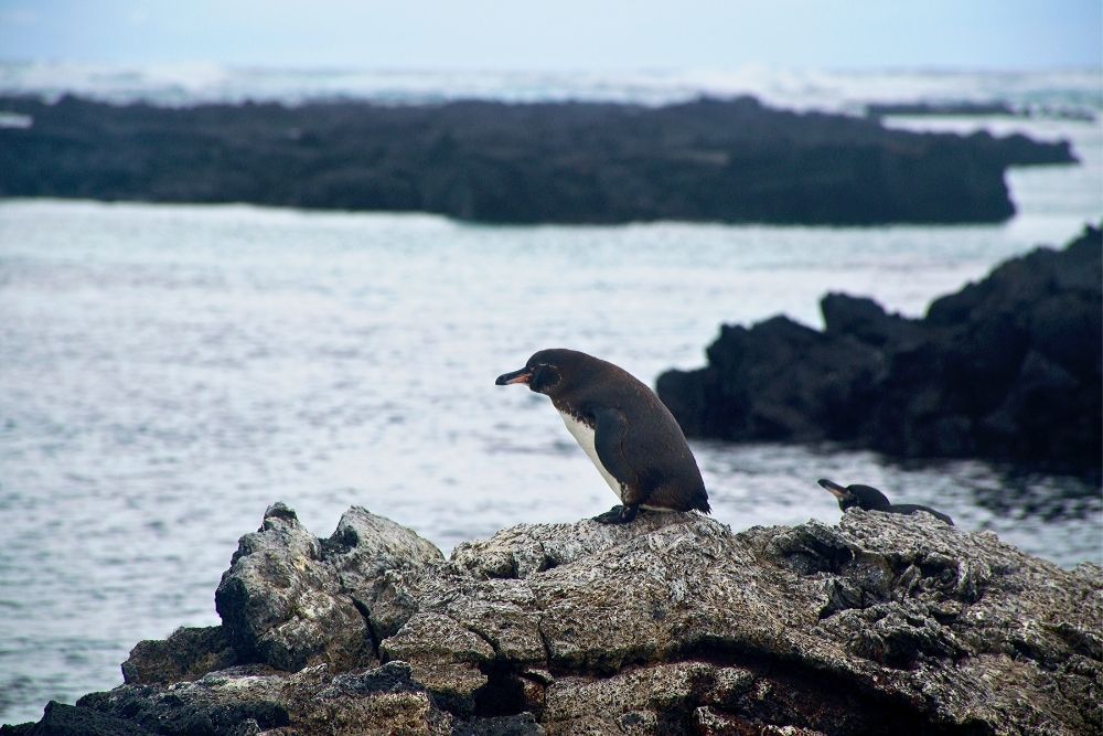 Galapagos penguin perched on black lava rock overlooking ocean waters during a Galapagos Safari Los Tuneles Tour