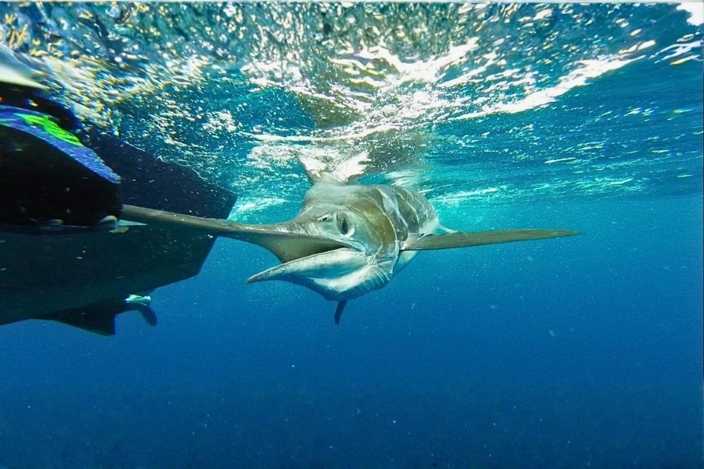 Large marlin swimming alongside a boat in clear Pacific waters during an exciting Pinzon fishing tour in Galápagos
