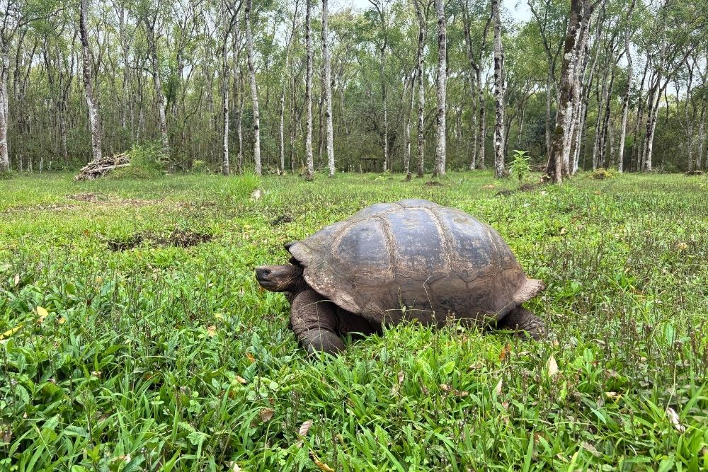 Giant tortoise crawling through lush green grass in the Santa Cruz Highlands on a Galapagos safari adventure tour