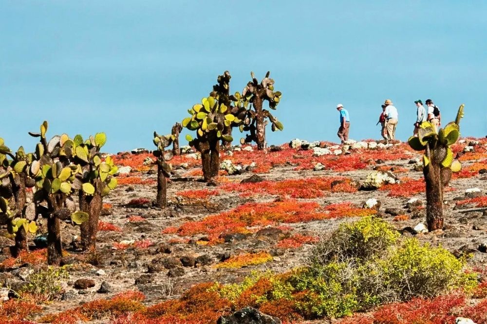 Hikers walking among prickly pear cacti and red Sesuvium carpet on South Plazas Island during a 17 day Ecuador itinerary