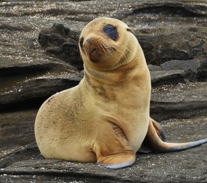 galapagos islands facts