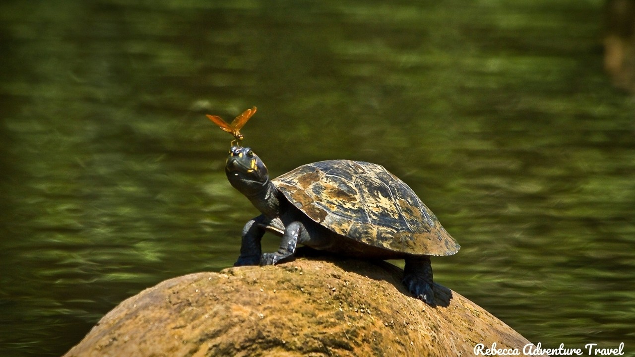 Turtle and butterfly