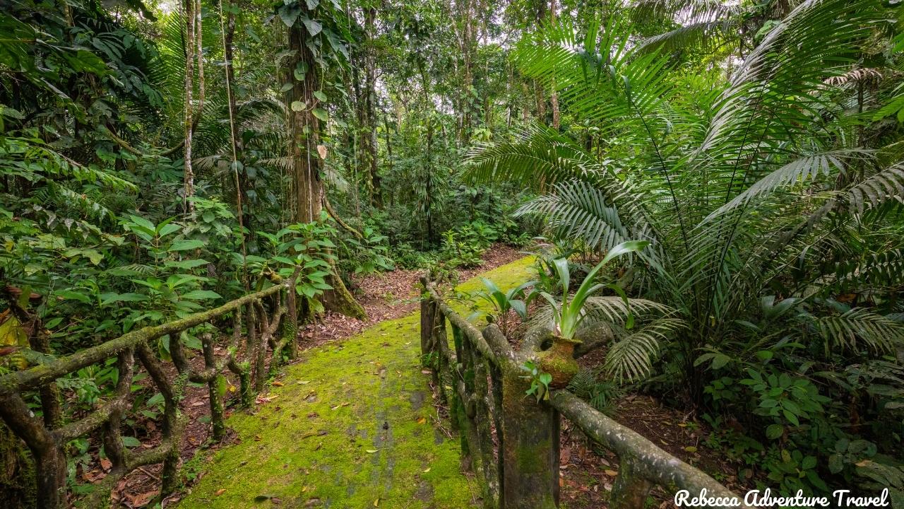 Yasuni jungle path