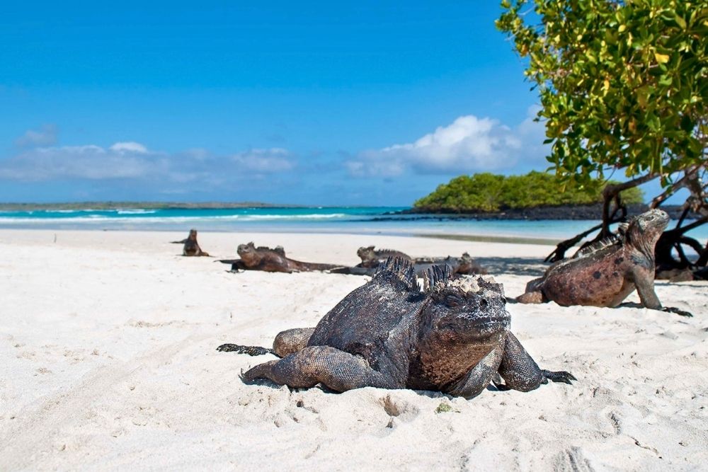 Marine iguanas resting on white sand at Tortuga Bay during a 7-day galapagos island hopping tour on Santa Cruz Island