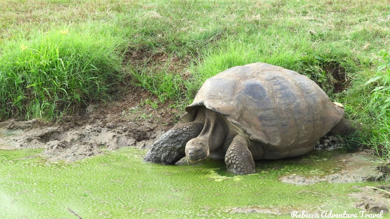 Galapagos Giant Tortoise at Wetlands