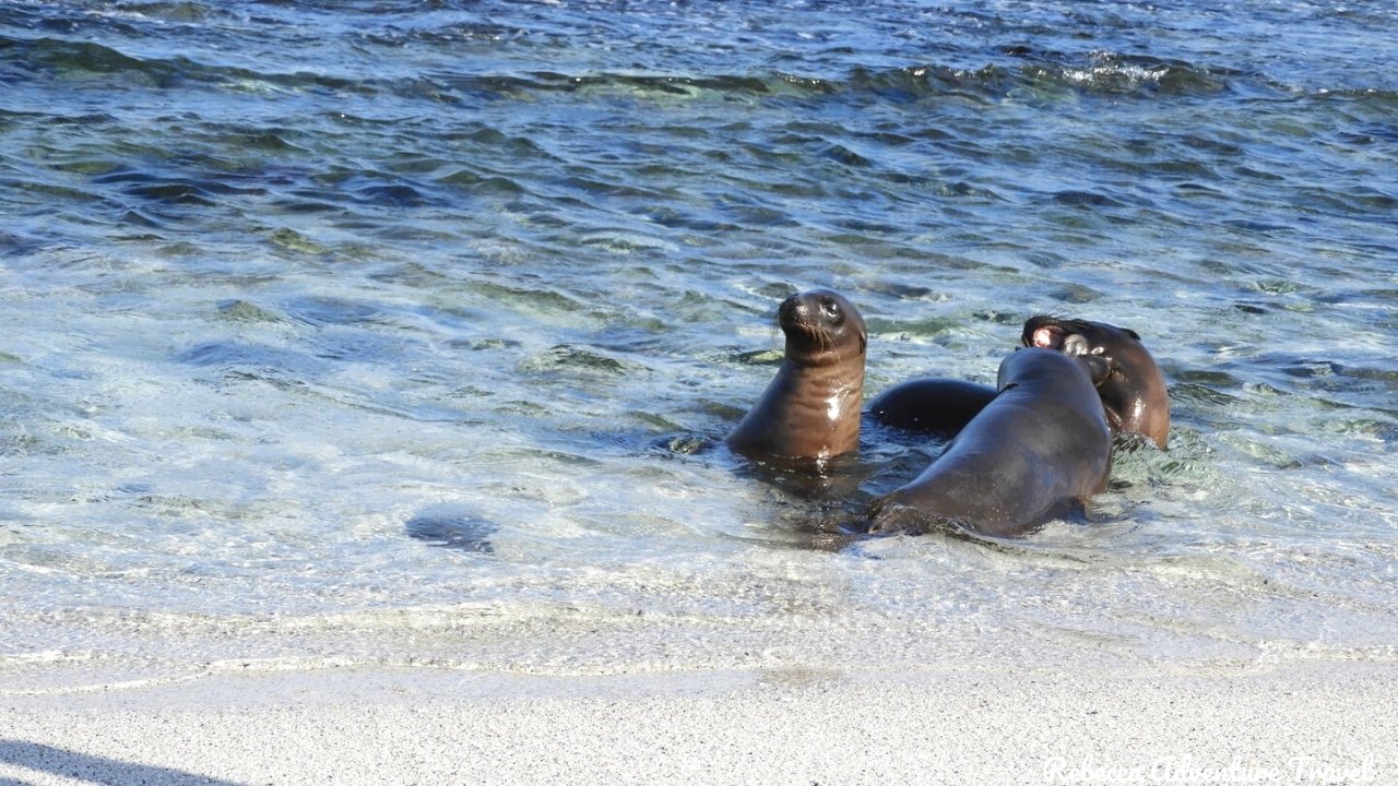 Sea lions at the shore