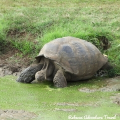 Rebecca Adventure Travel Wetlands Giant Tortoise