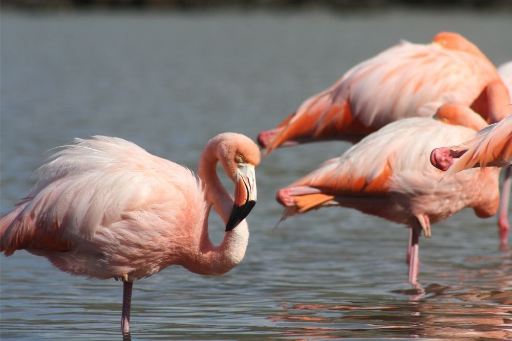 Vibrant pink flamingos standing in shallow waters at Flamingo Lagoon featured in a galapagos itinerary 7 days excursion