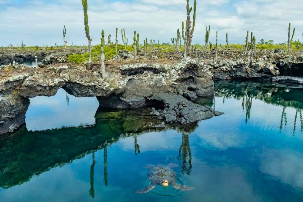 Sea turtle swimming in clear waters near lava arches and cacti during a Los Tuneles snorkeling tour in Galapagos