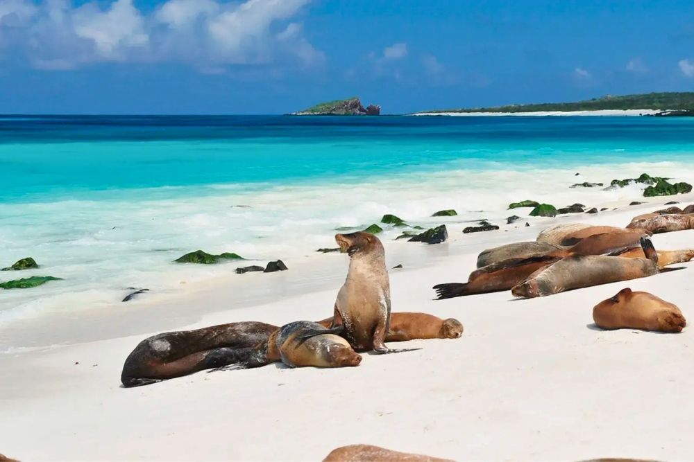 Galapagos sea lions lounging on a white sandy beach with turquoise waters and Gardner Islet visible in the distance