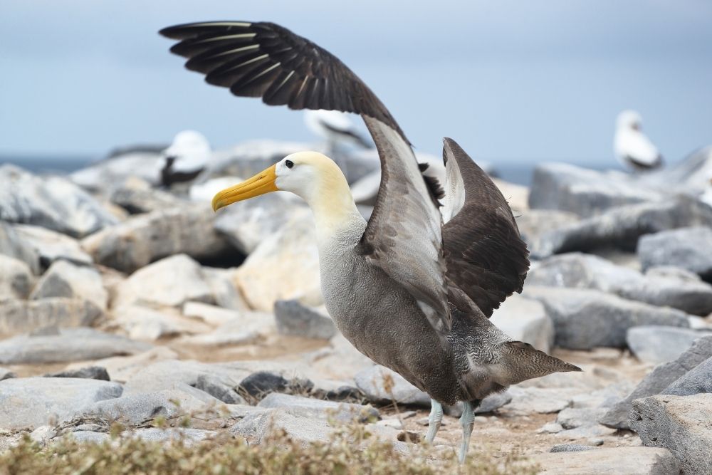 A waved albatross spreads its wide wings while standing on rocky ground during a galapagos albatross tour