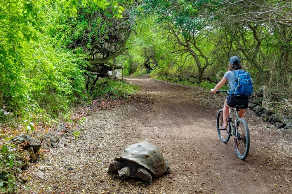 A cyclist passing a wild giant tortoise on a dirt trail through the lush Isabela Wetlands in the Galapagos